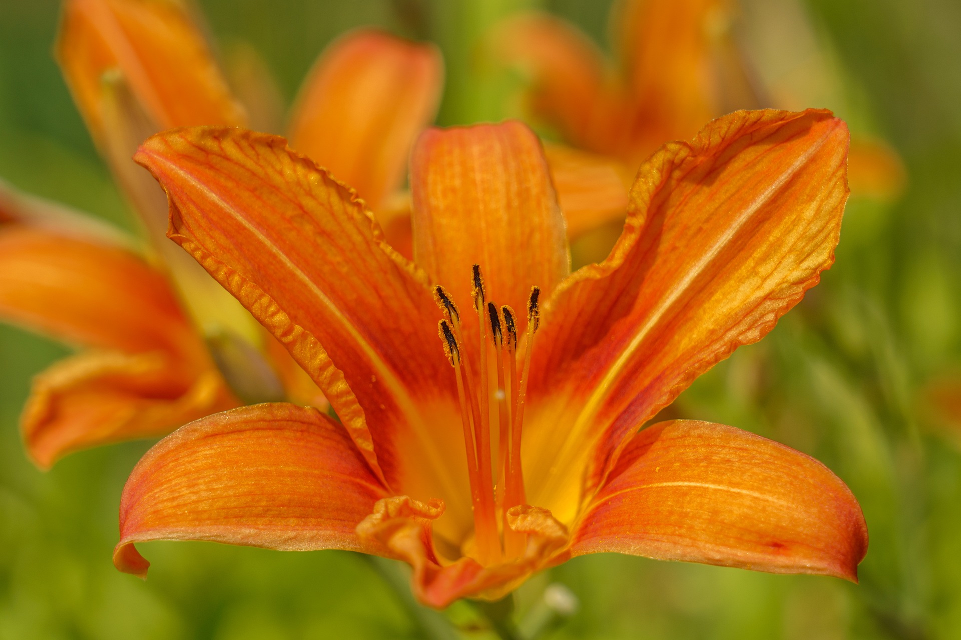 Daylily