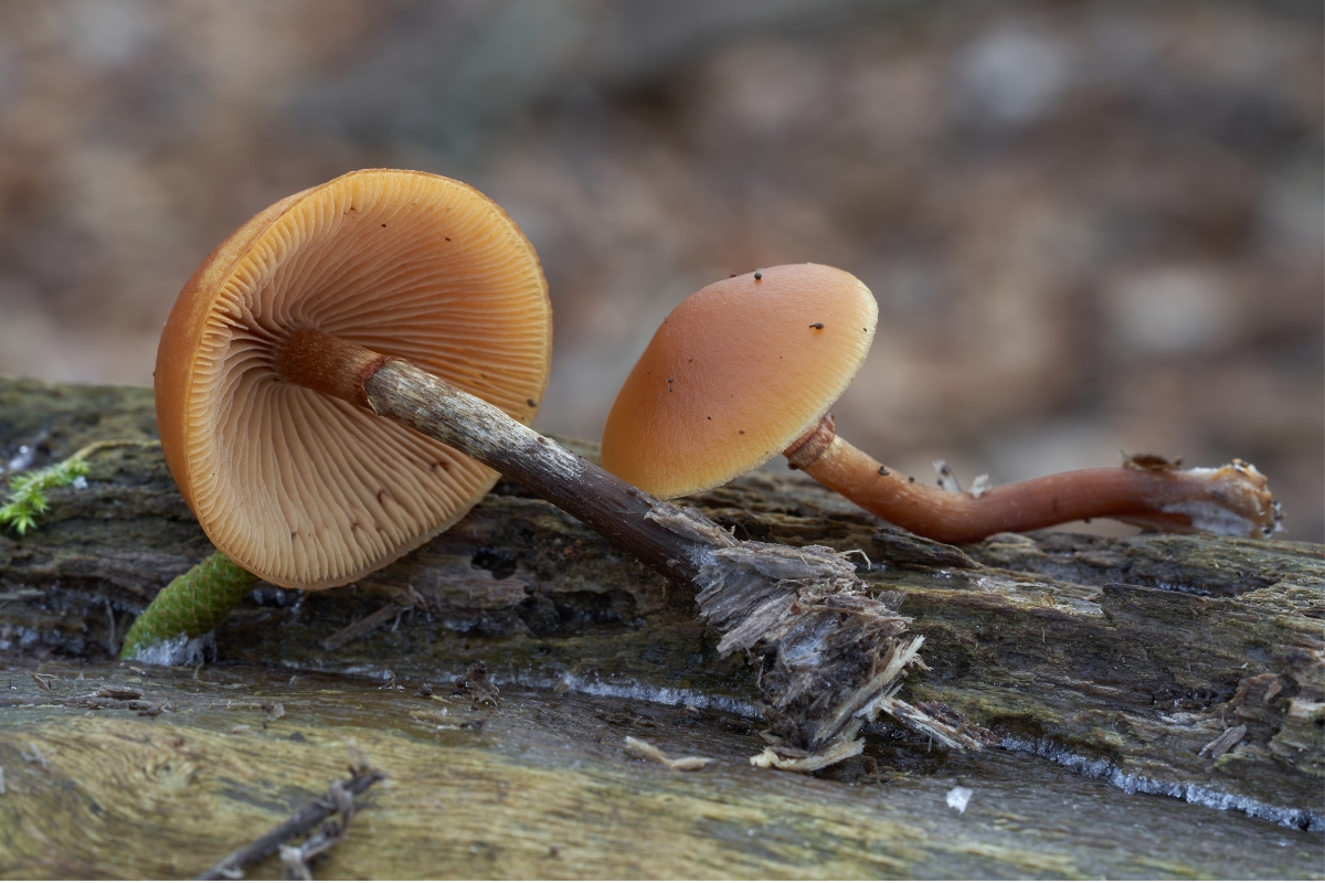 Deadly Galerina (Galerina marginata)