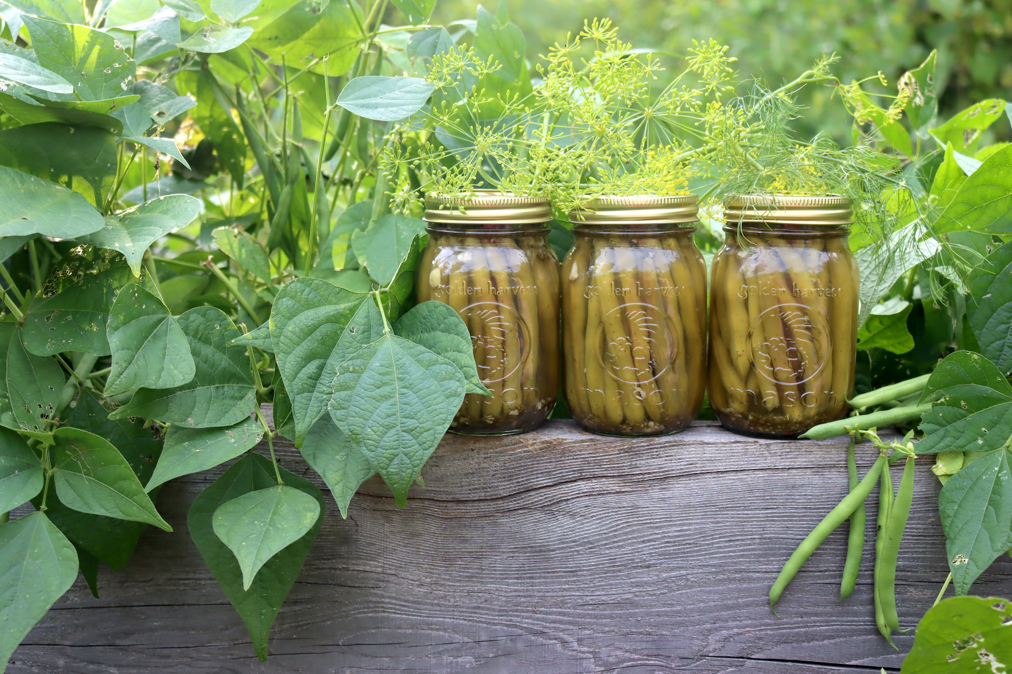 Dilly Beans