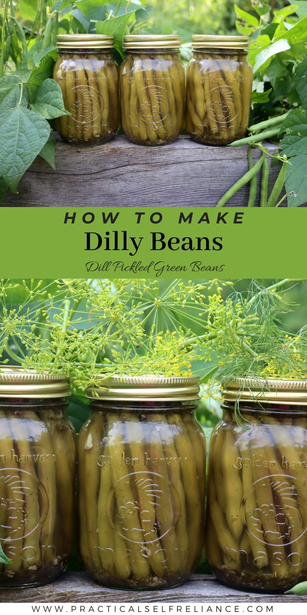 Dilly Beans Canning Recipe