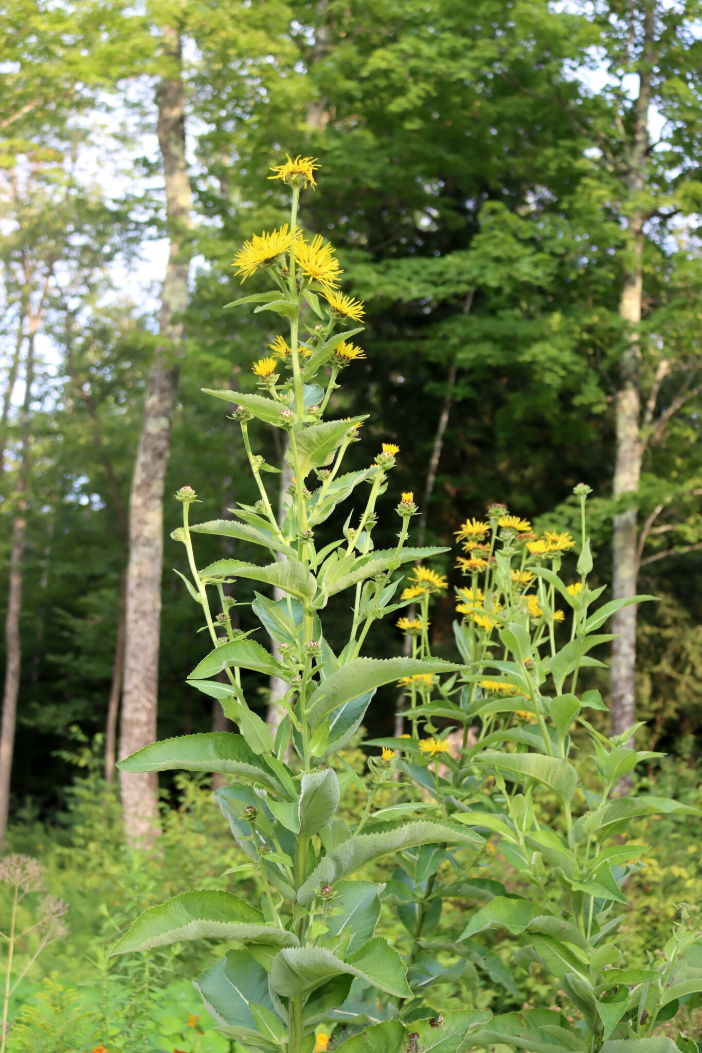 Elecampane Herb