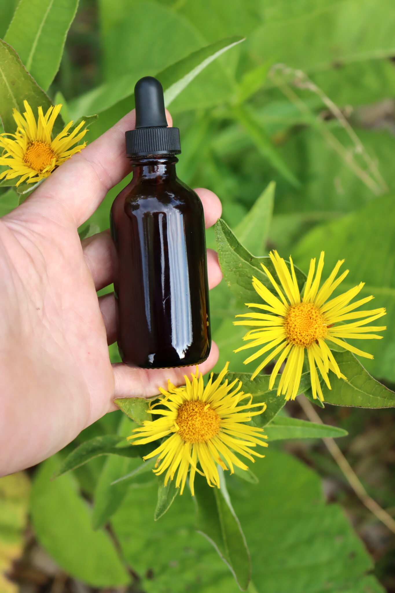 Elecampane Tincture
