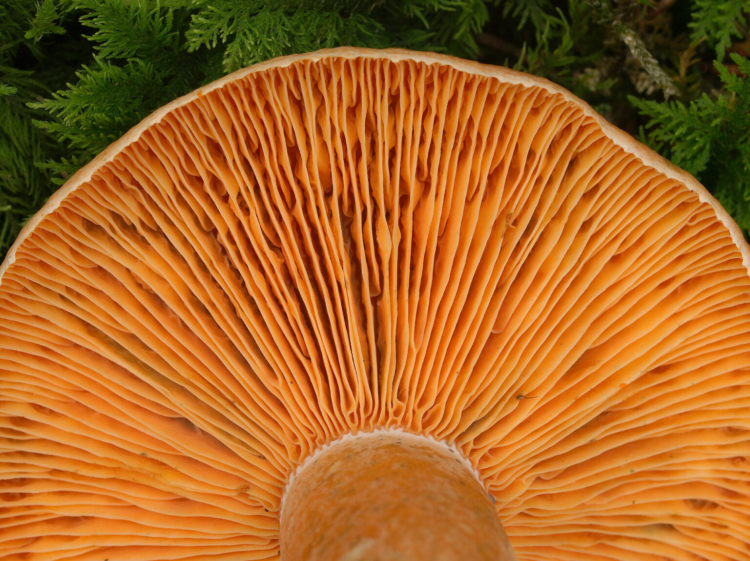 False Saffron Milk Cap (Lactarius deterrimus)