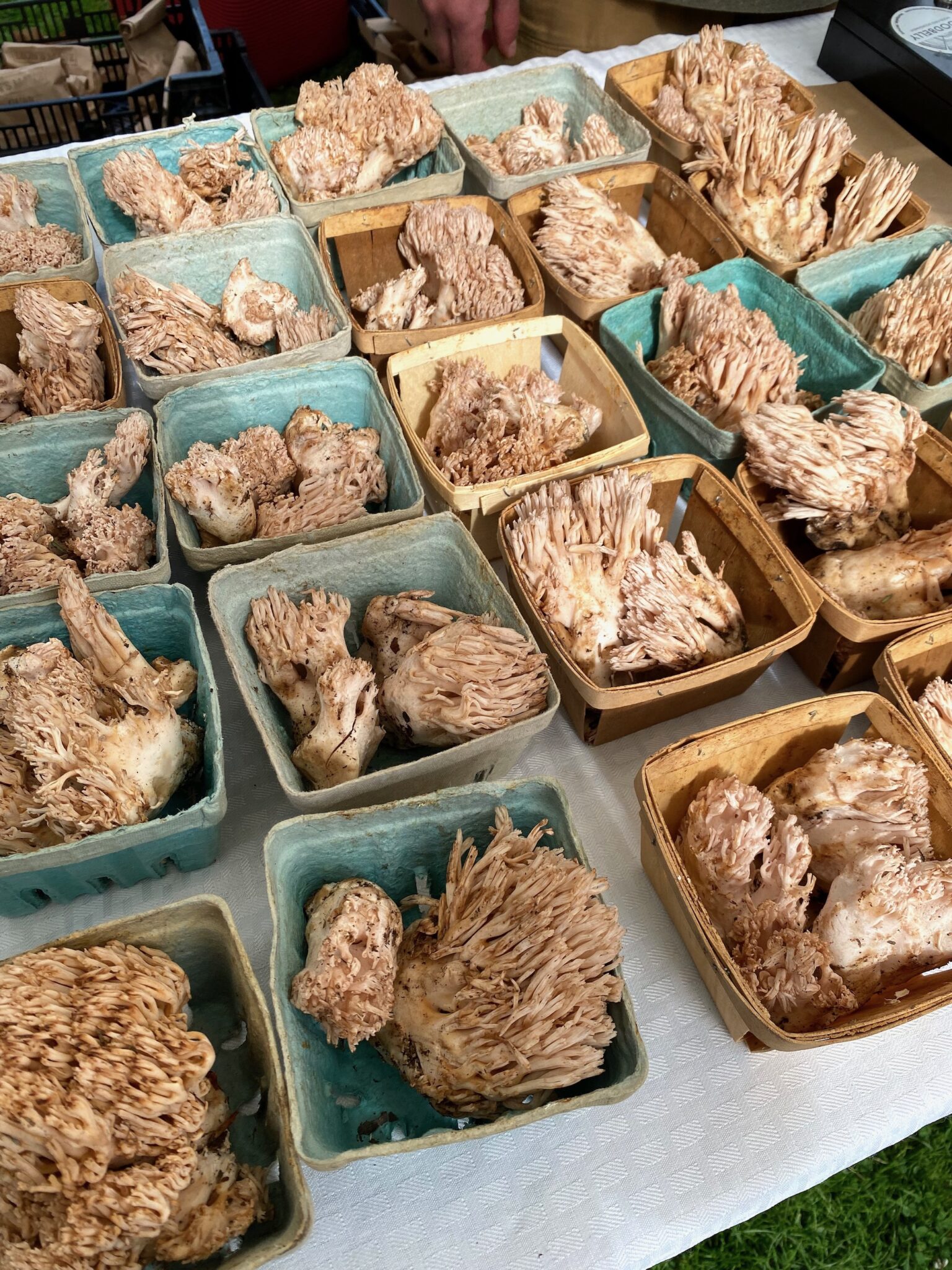 Coral Mushrooms for Sale at a Farmer's Market