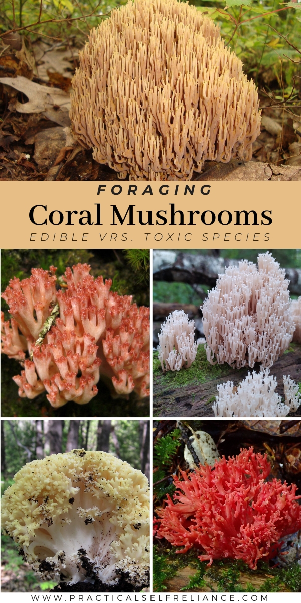 Foraging Coral Mushrooms