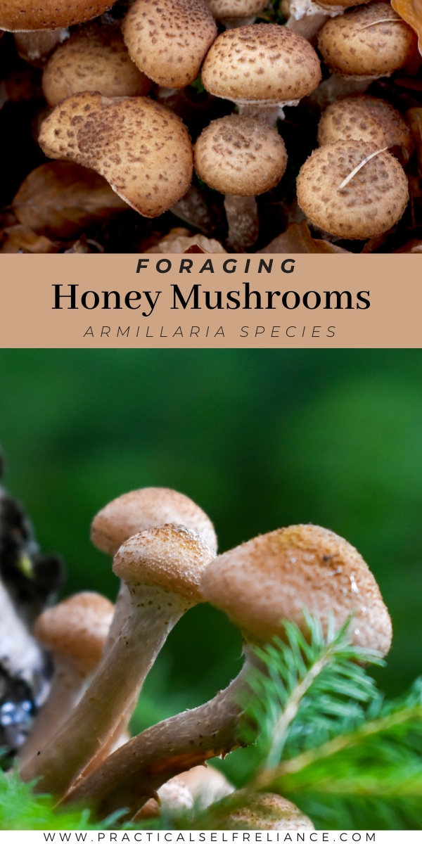 Foraging Honey Mushrooms