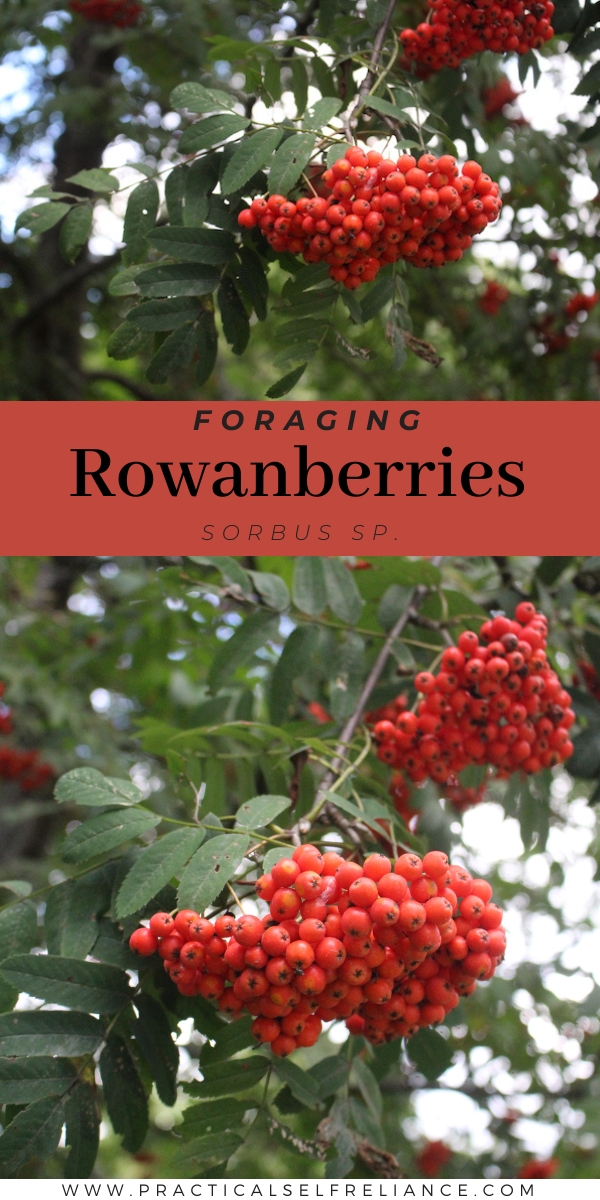 Foraging Rowanberries