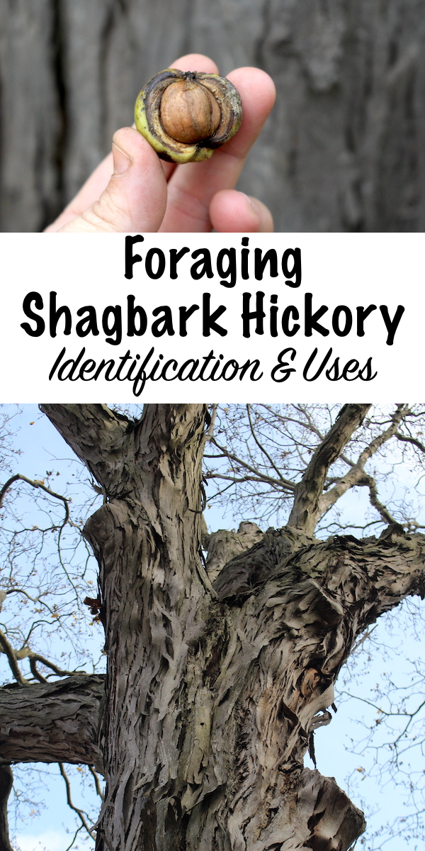 Foraging Shagbark Hickory