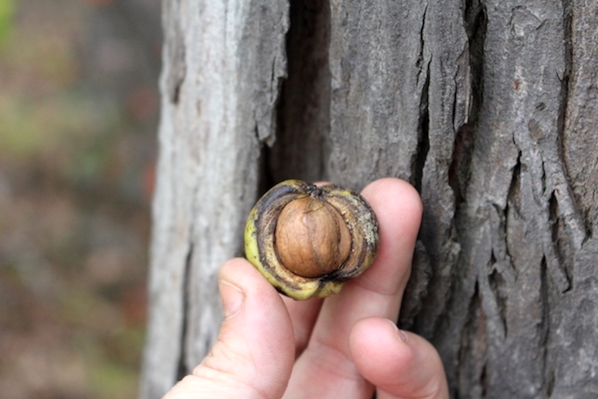 Foraging Shagbark Hickory