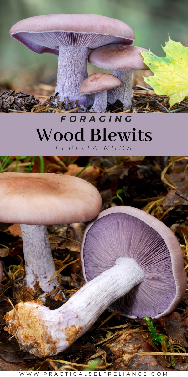 Foraging Wood Blewits Identification