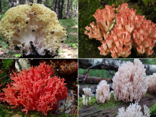 Four Coral Mushroom Species