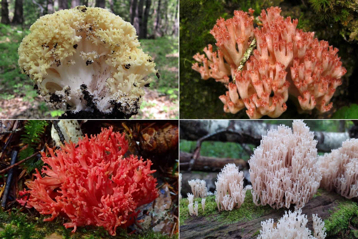 Four Coral Mushroom Species