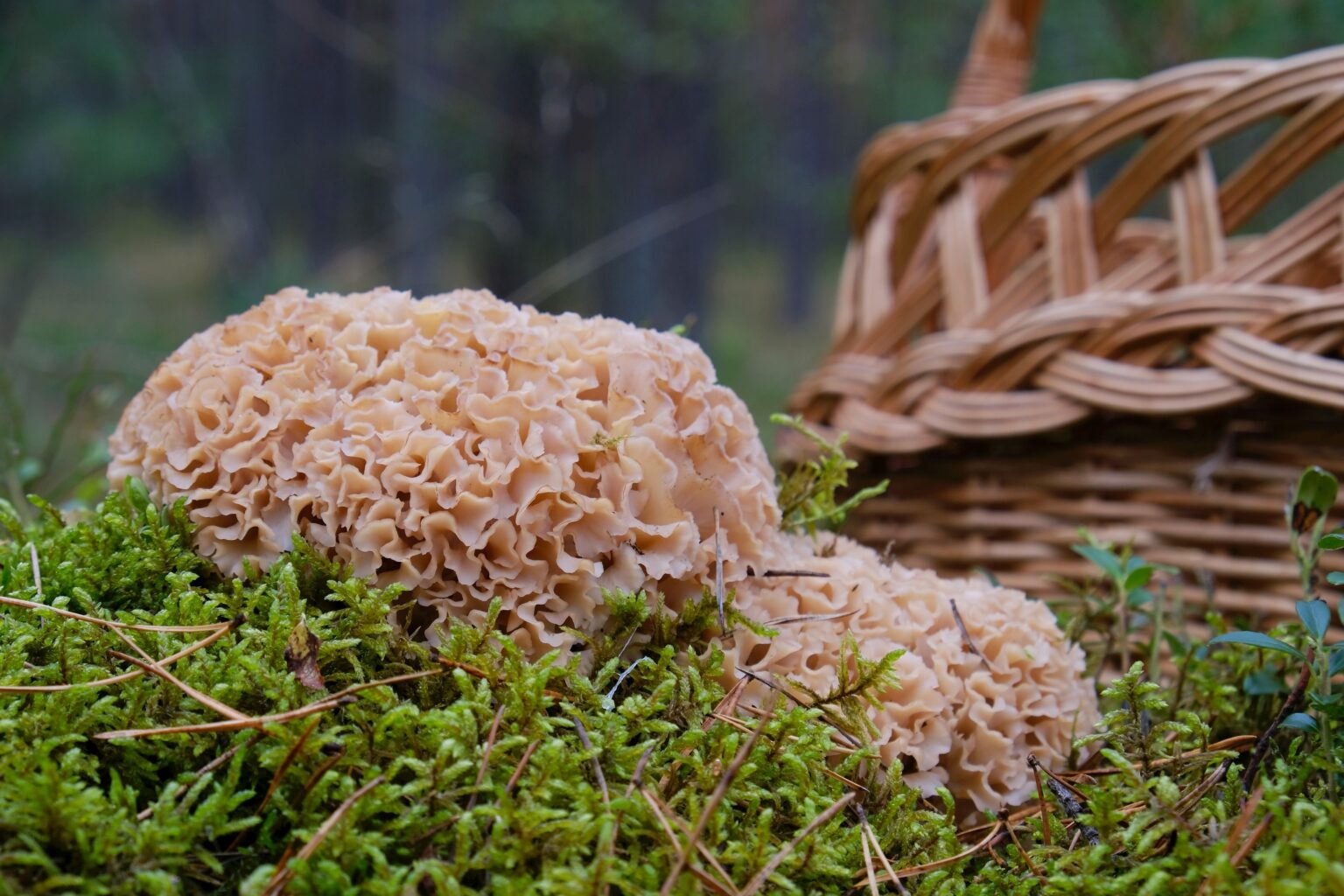 Harvesting Cauliflower Mushrooms