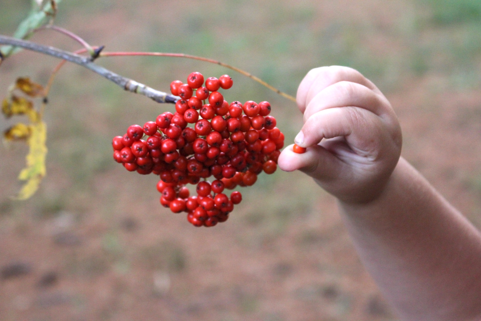 Child Harvesting Rowanberries
