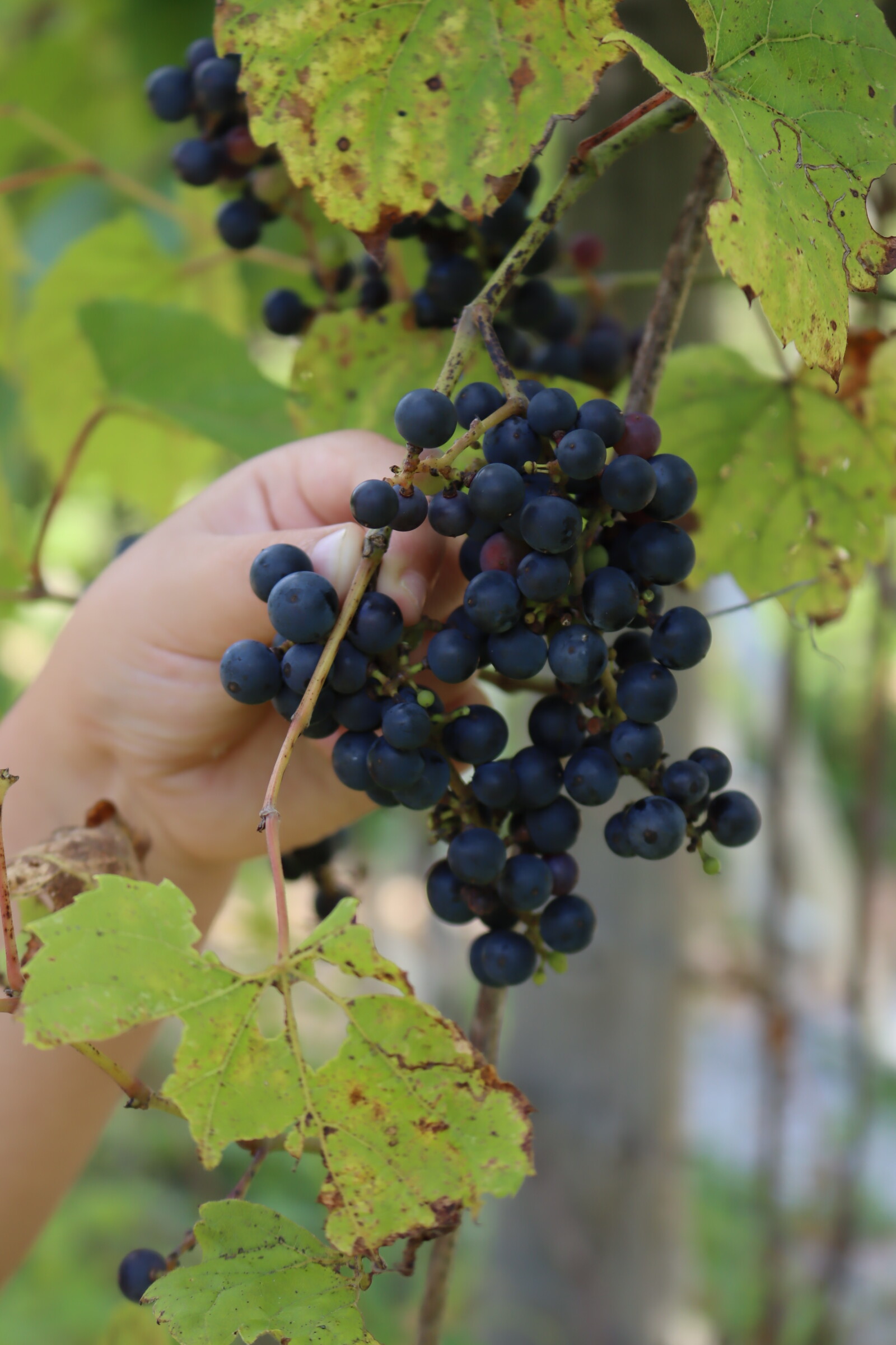 Harvesting Wild Grapes