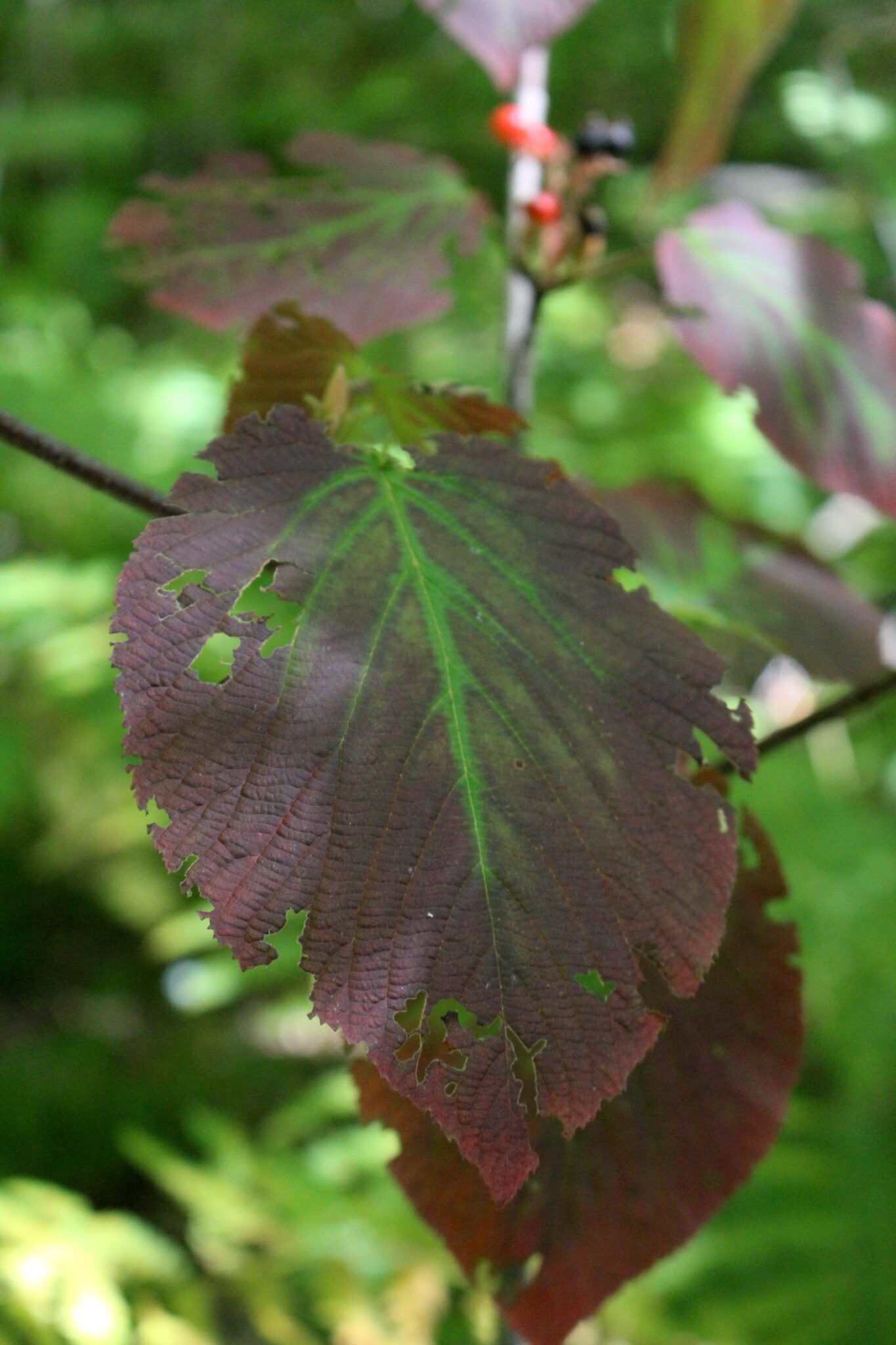 Hobblebush Autumn Color