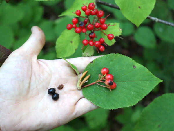 Hobblebush Identification