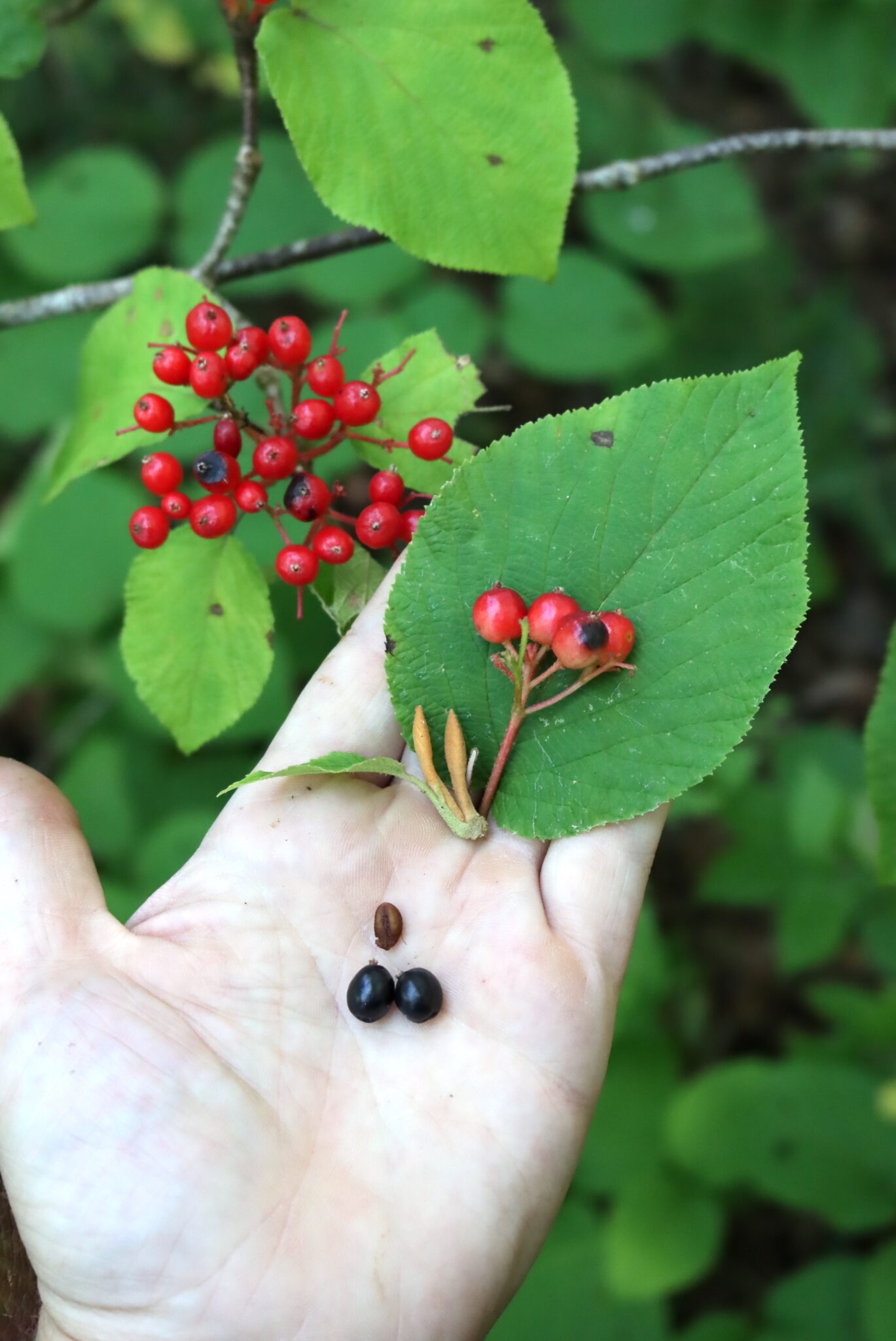 Hobblebush Identification