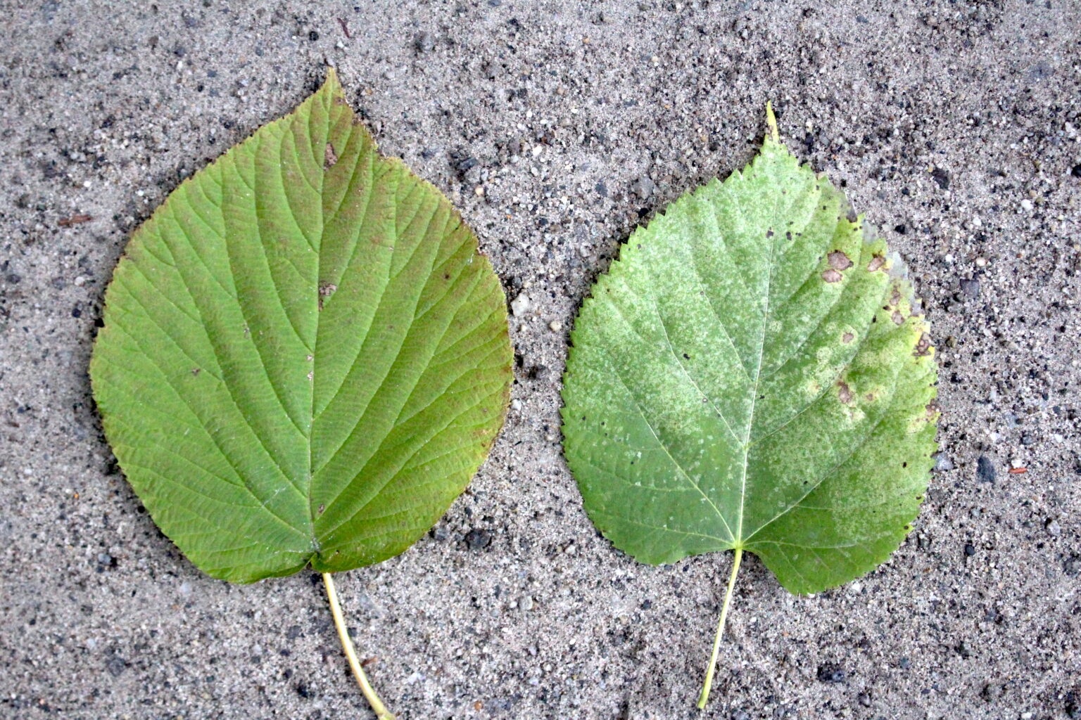 Hobblebush and Linden Leaves