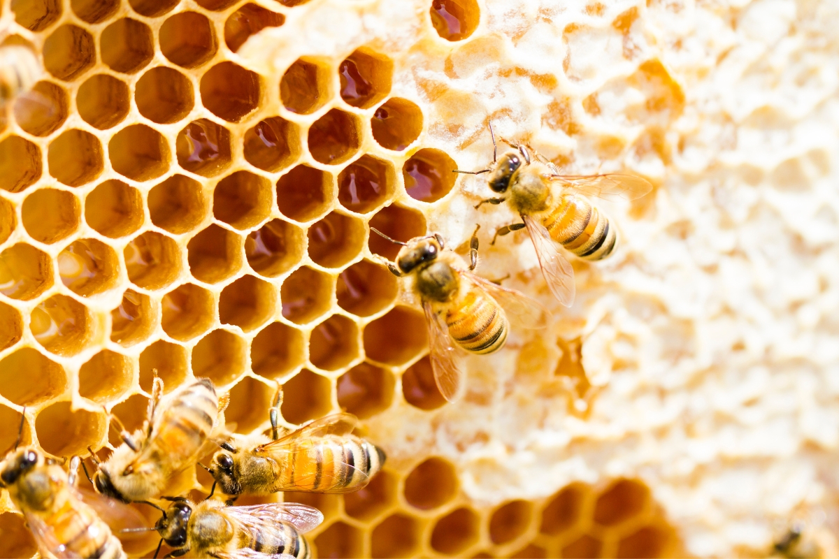 Honey Comb