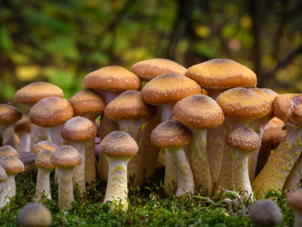 Honey Mushrooms (Armillaria mellea)