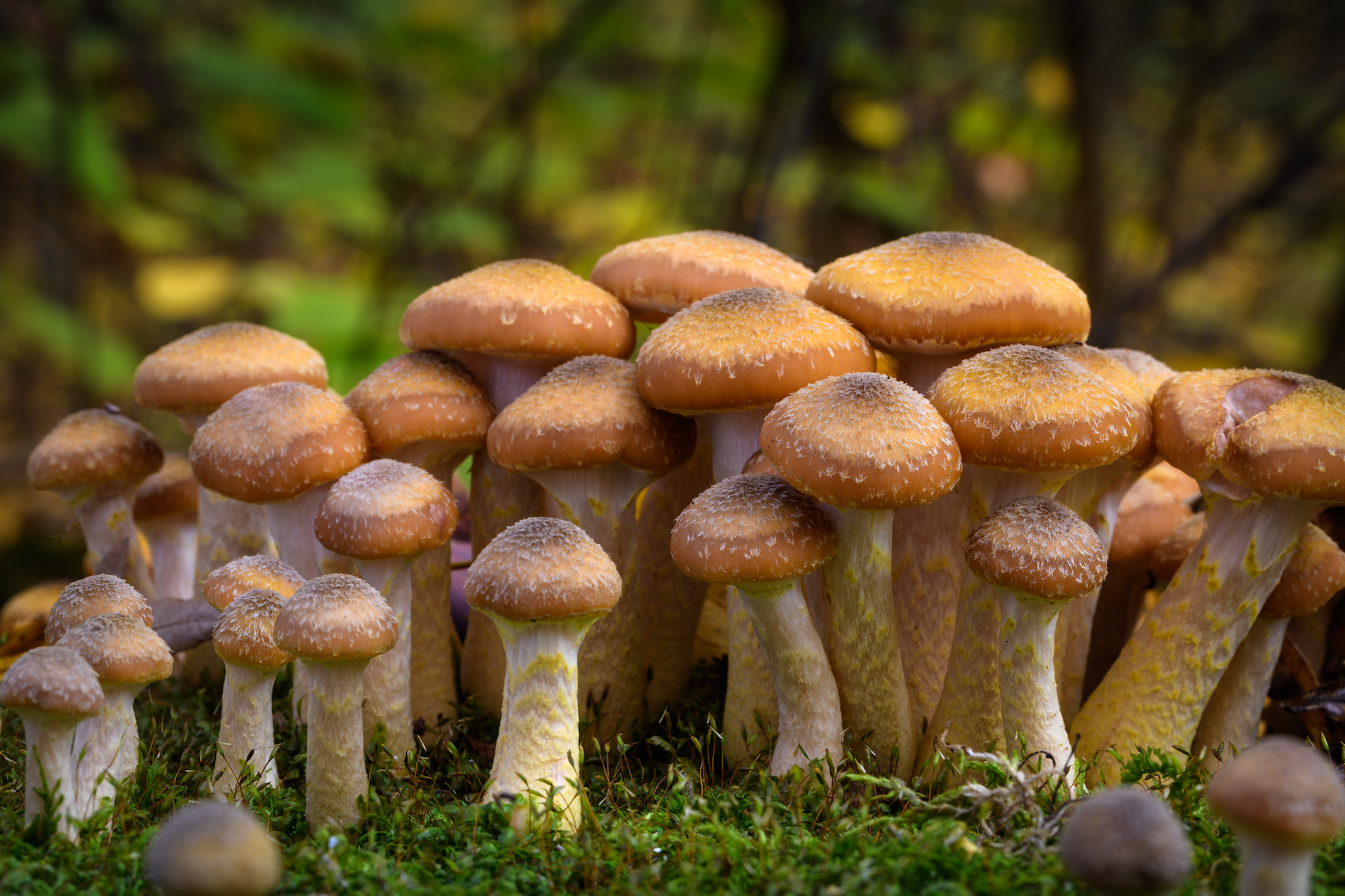 Honey Mushrooms (Armillaria mellea)
