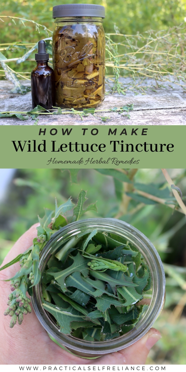 How to Make Wild Lettuce Tincture