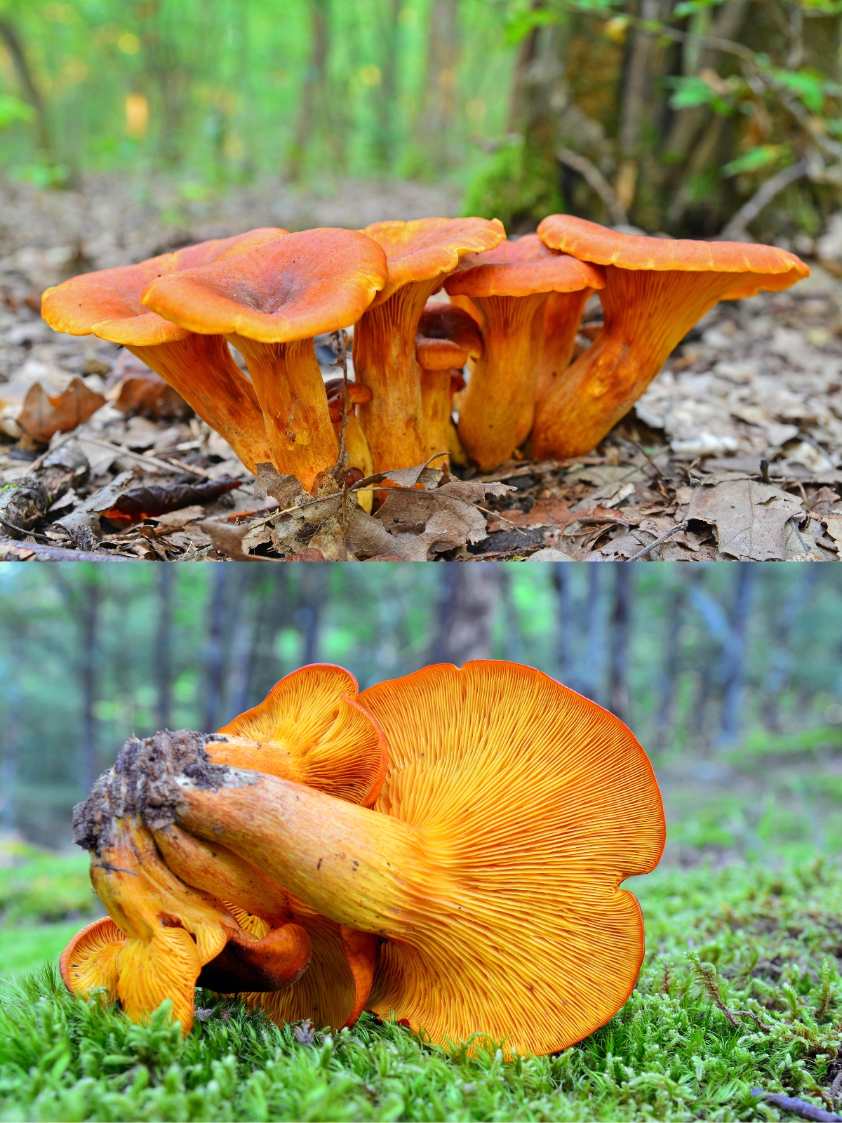 Jack O’ Lantern (Omphalotus olearius)