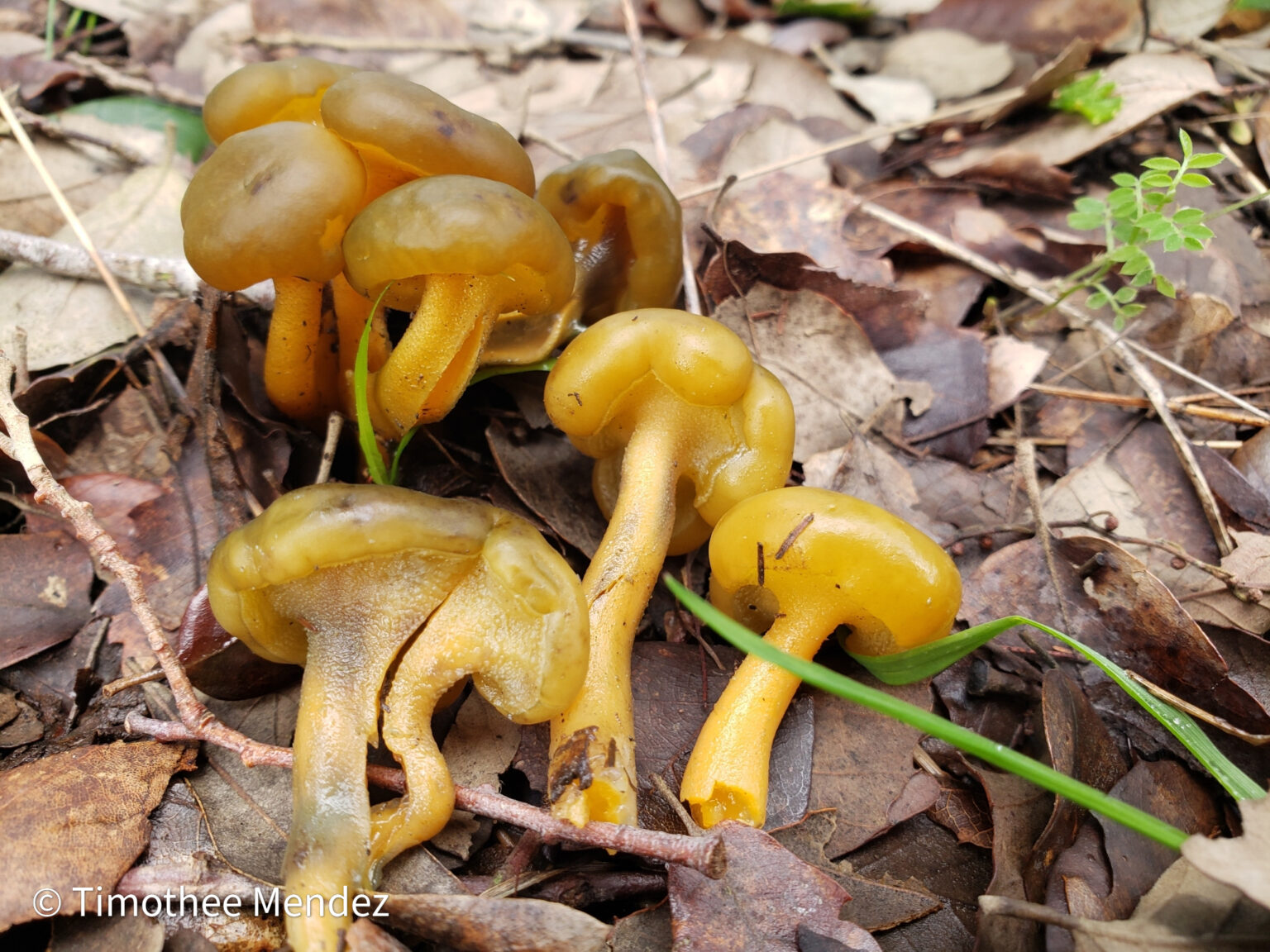 Jelly Babies leotia lubrica