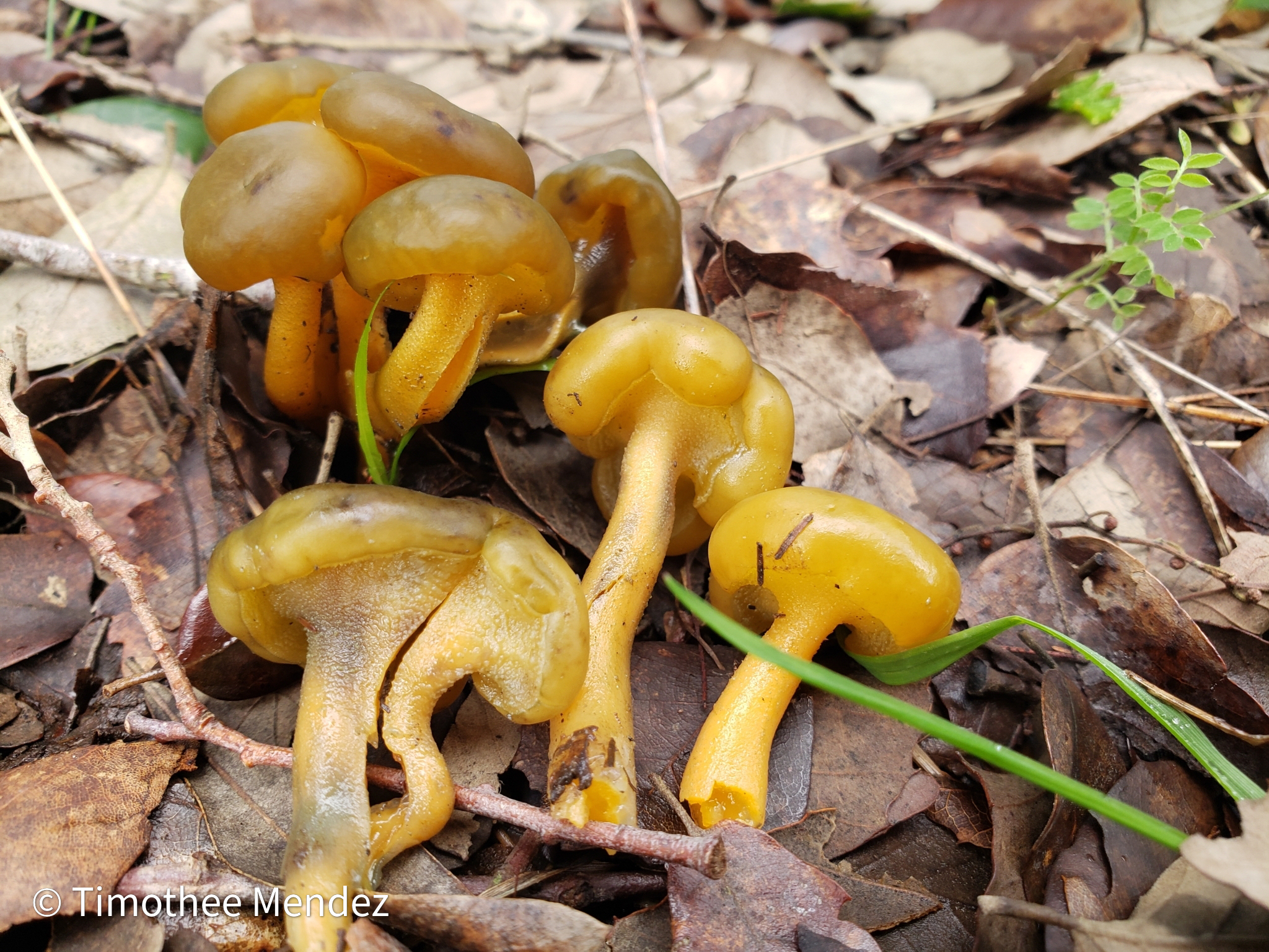 Jelly Babies leotia lubrica
