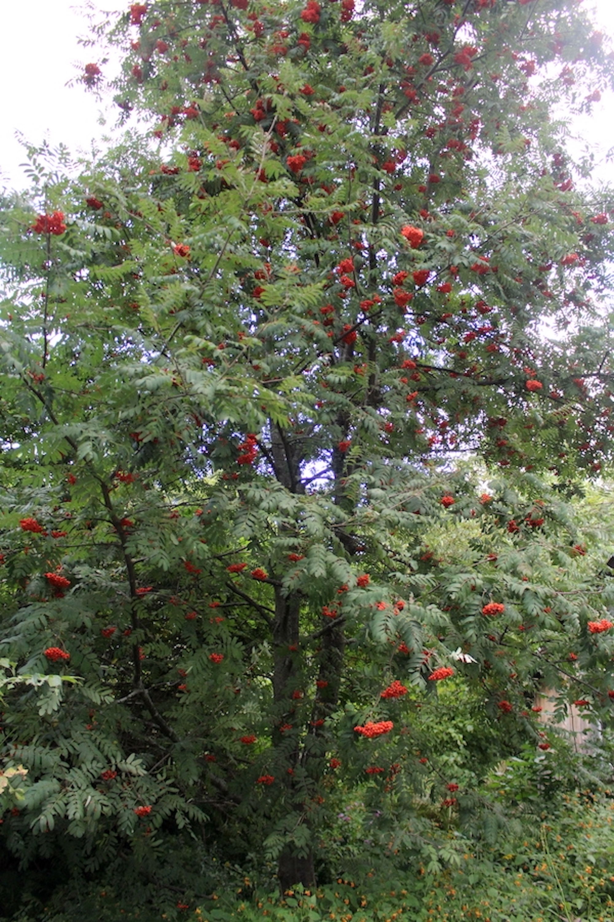 Mountain Ash Tree