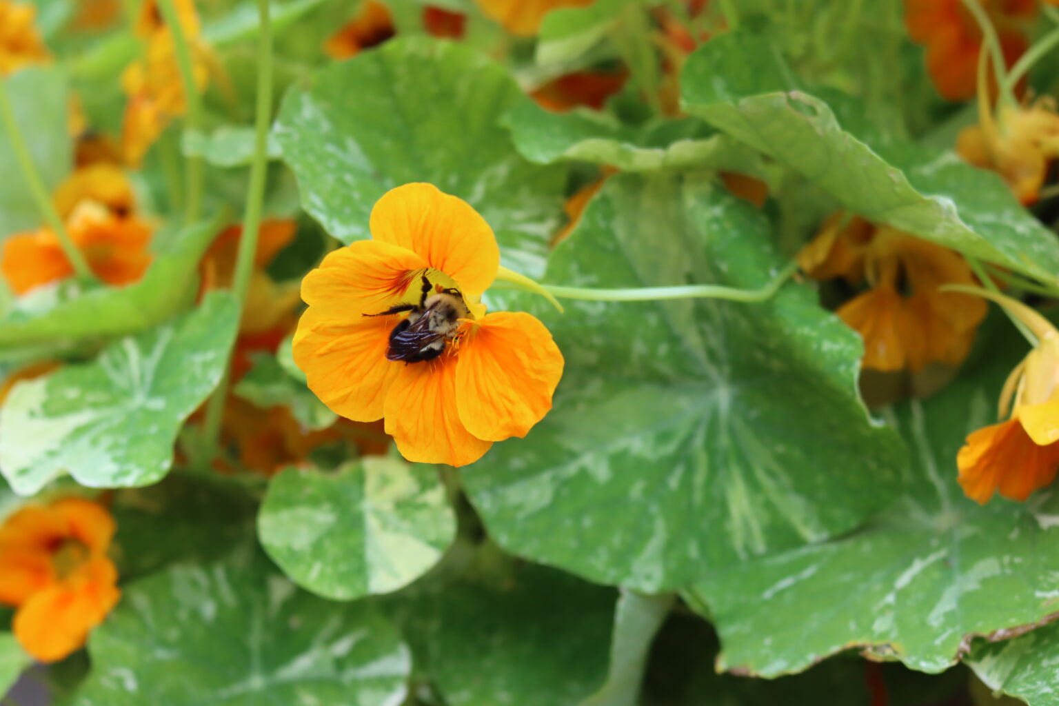 Nasturtium Bee