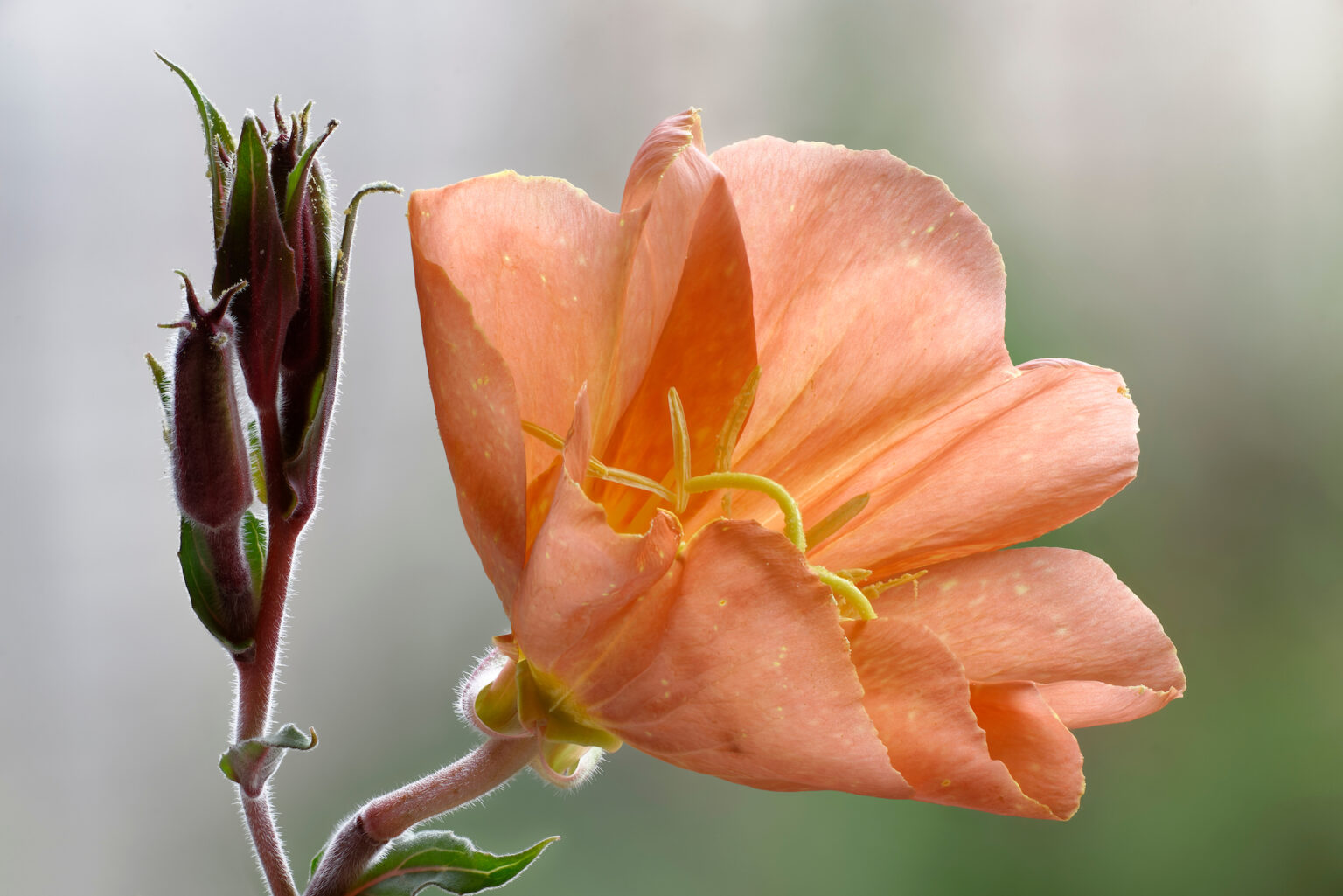Orange Evening Primrose