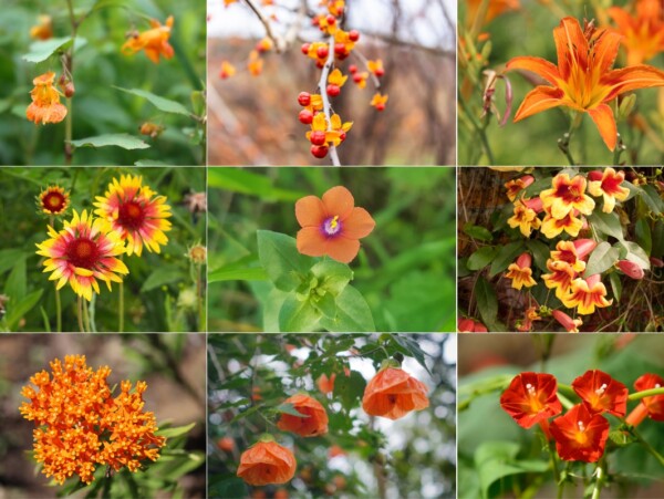 Orange Flower Weeds