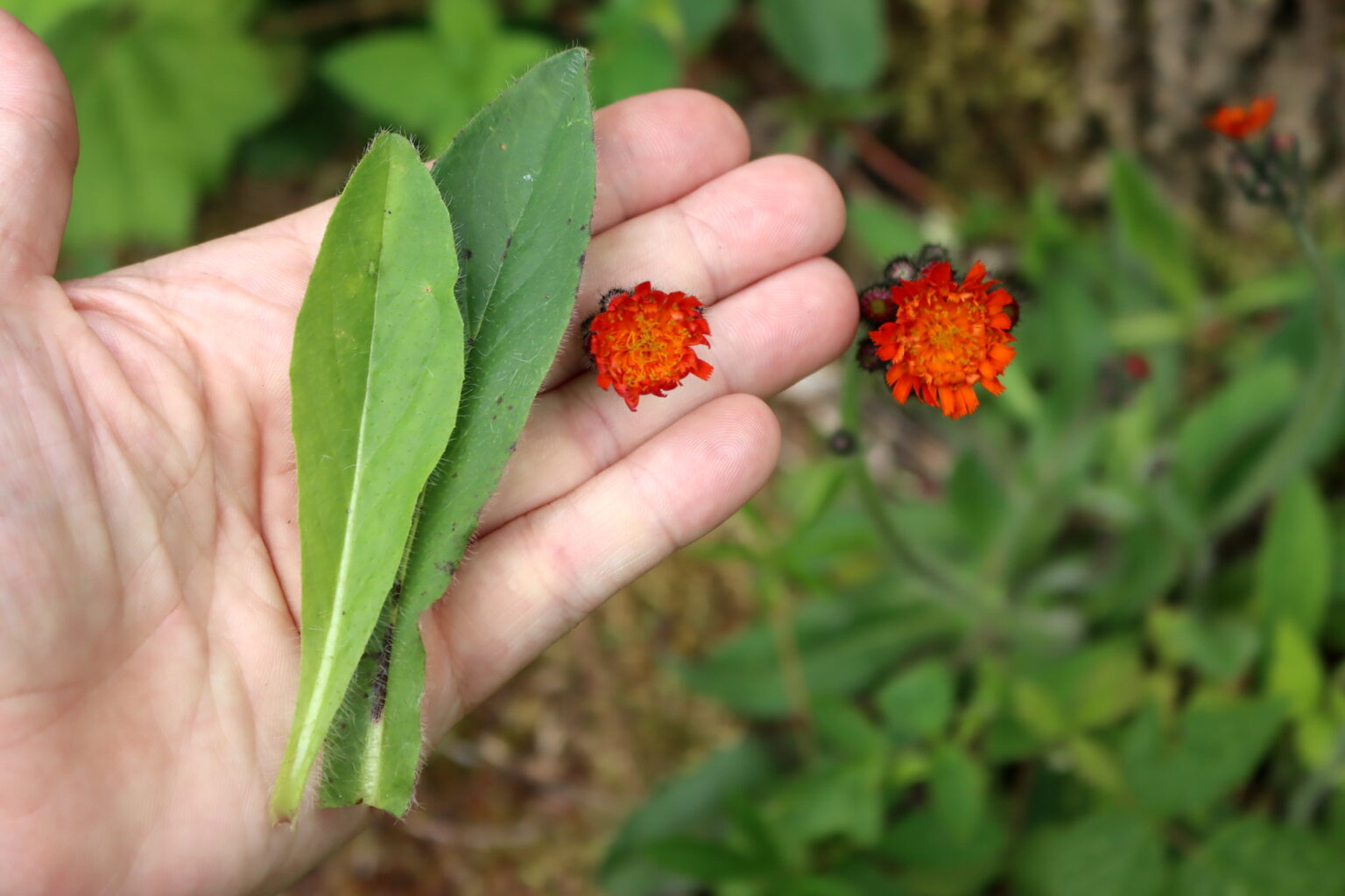 Orange Hawkweed
