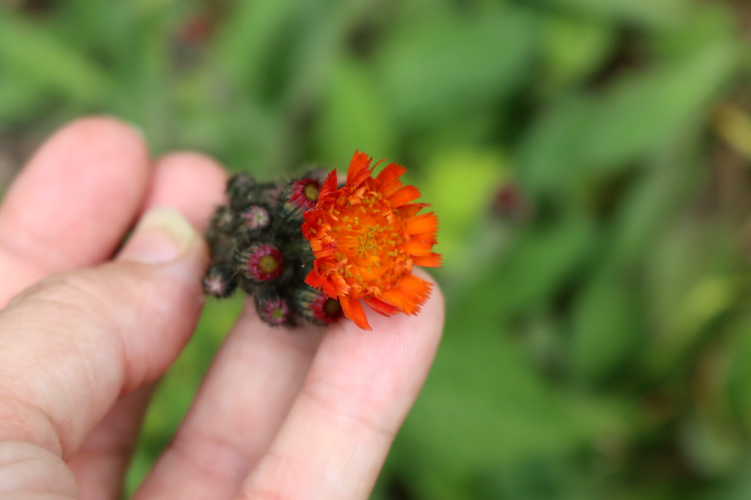 Orange Hawkweed