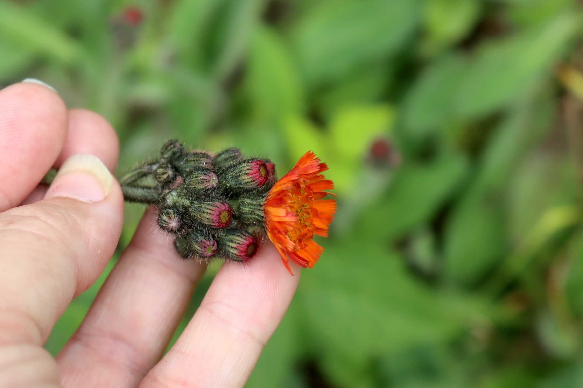Orange Hawkweed