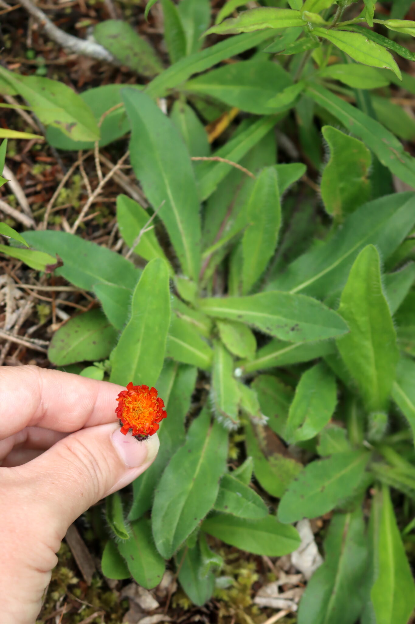 Orange Hawkweed