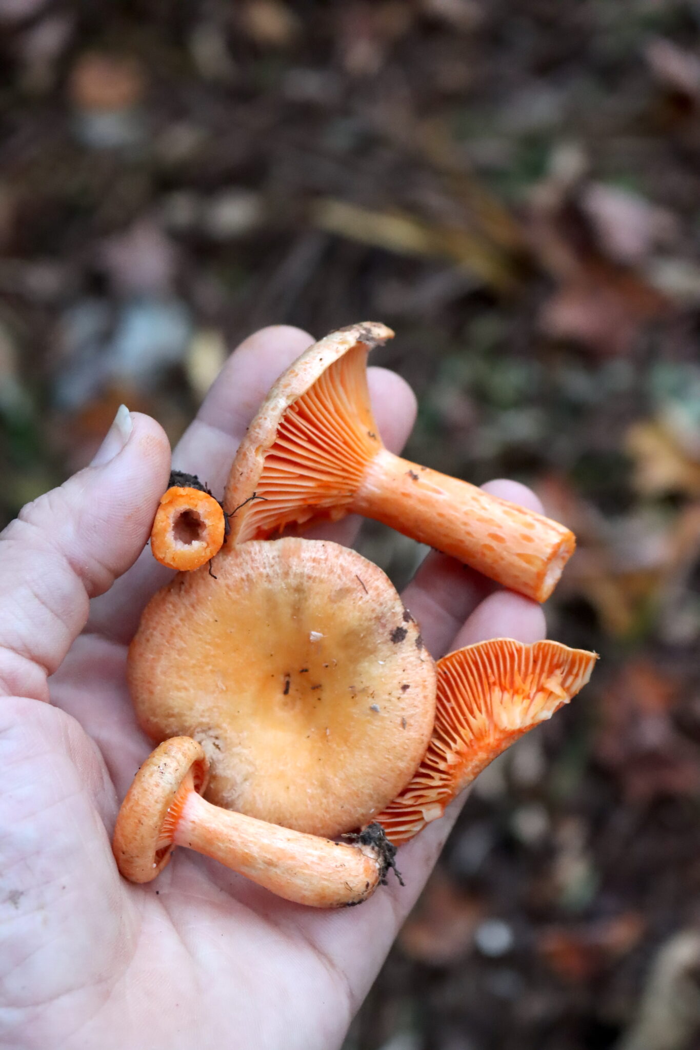 Orange Milk Cap (Lactarius thyinos)
