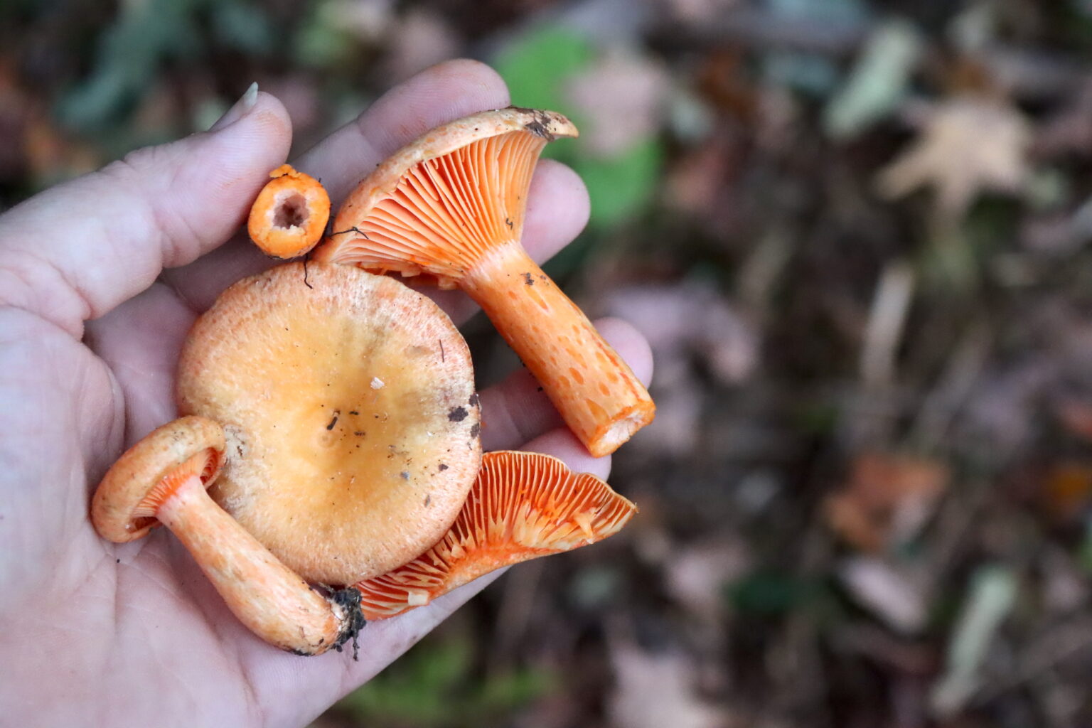 Orange Milk Cap or Non-Staining Milk Cap (Lactarius thyinos)
