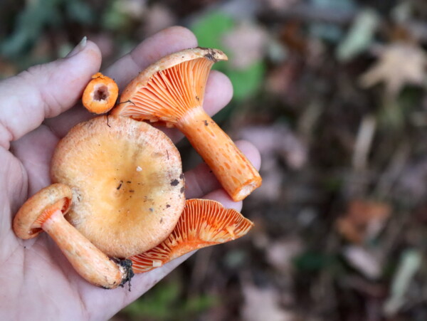 Orange Milk Cap or Non-Staining Milk Cap (Lactarius thyinos)