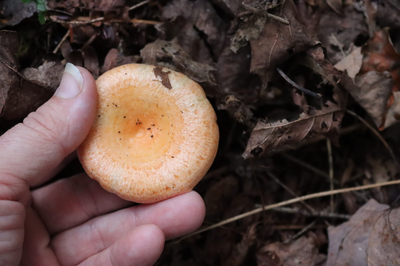 Orange Milk Cap (Lactarius thyinos) in leaf litter in Vermont.