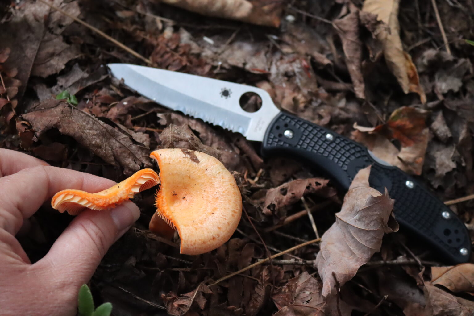 Orange Milk Cap (Lactarius thyinos) in leaf litter in Vermont. Note the orange latex when cut.