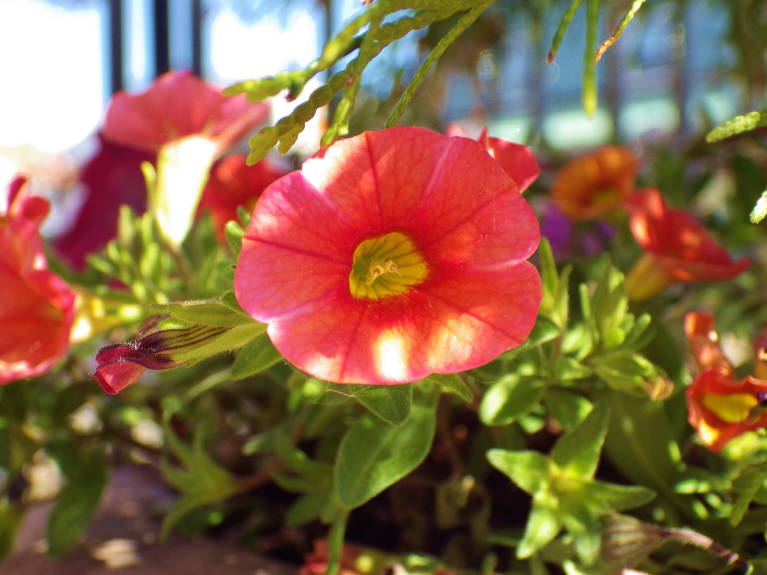 Orange Morning Glory