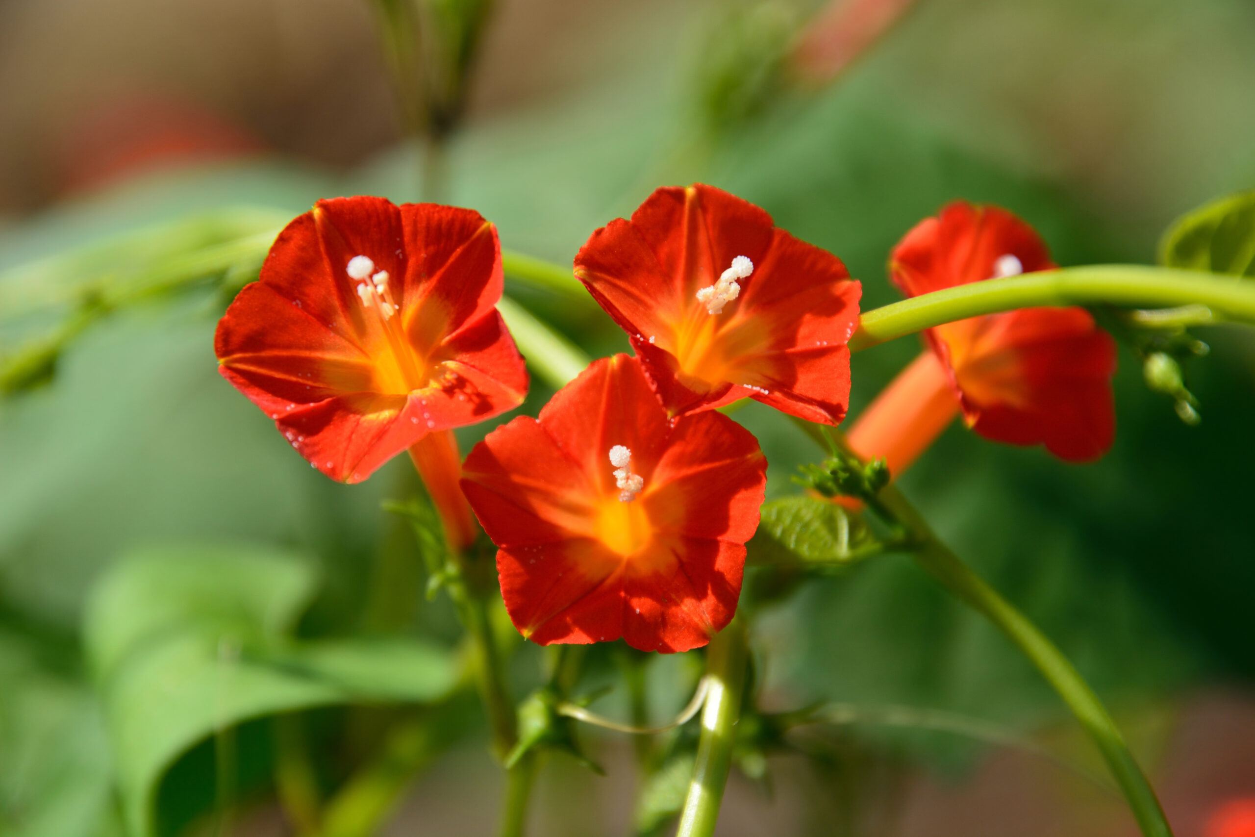 Orange Morning Glory