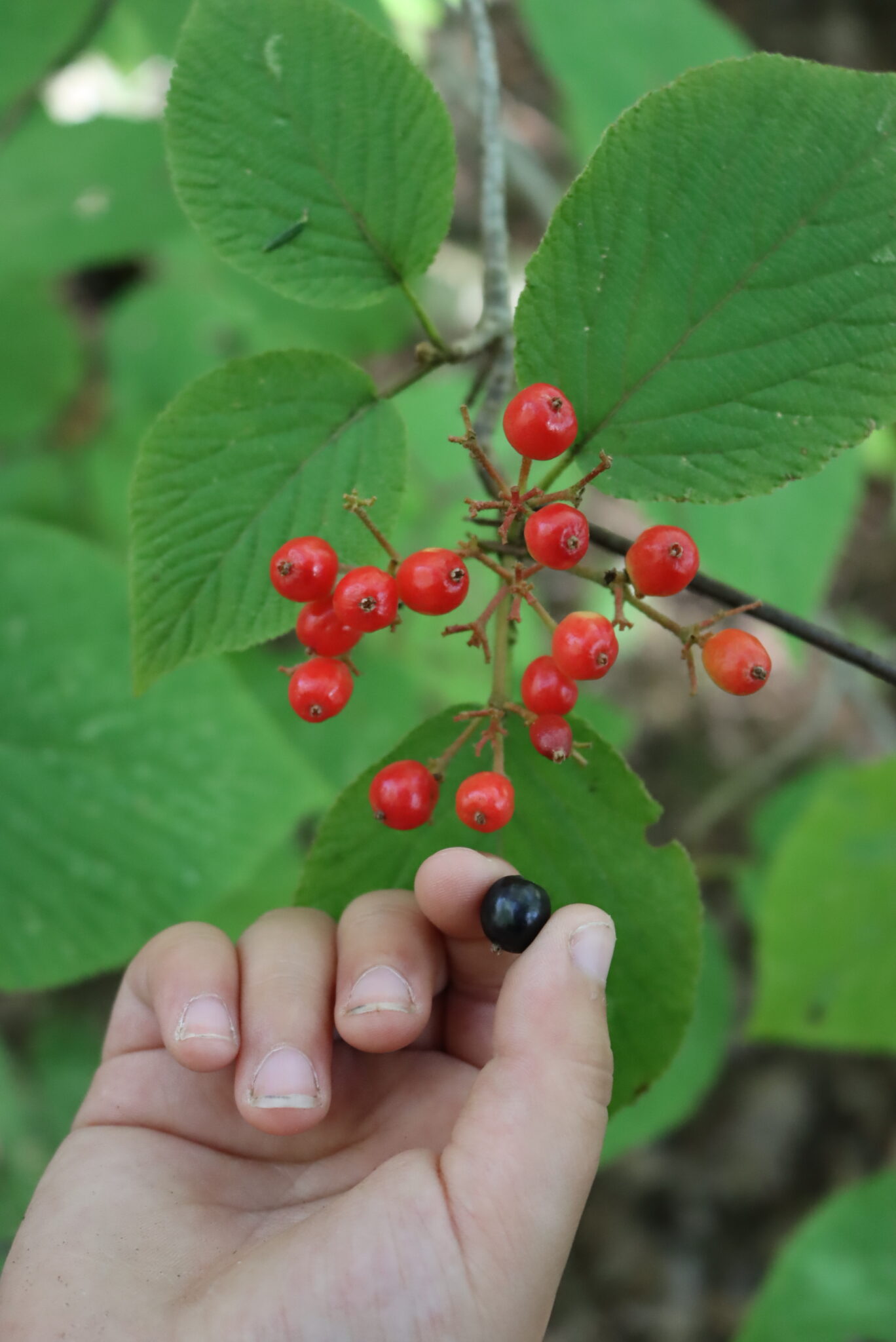Picking Ripe Hobblebush