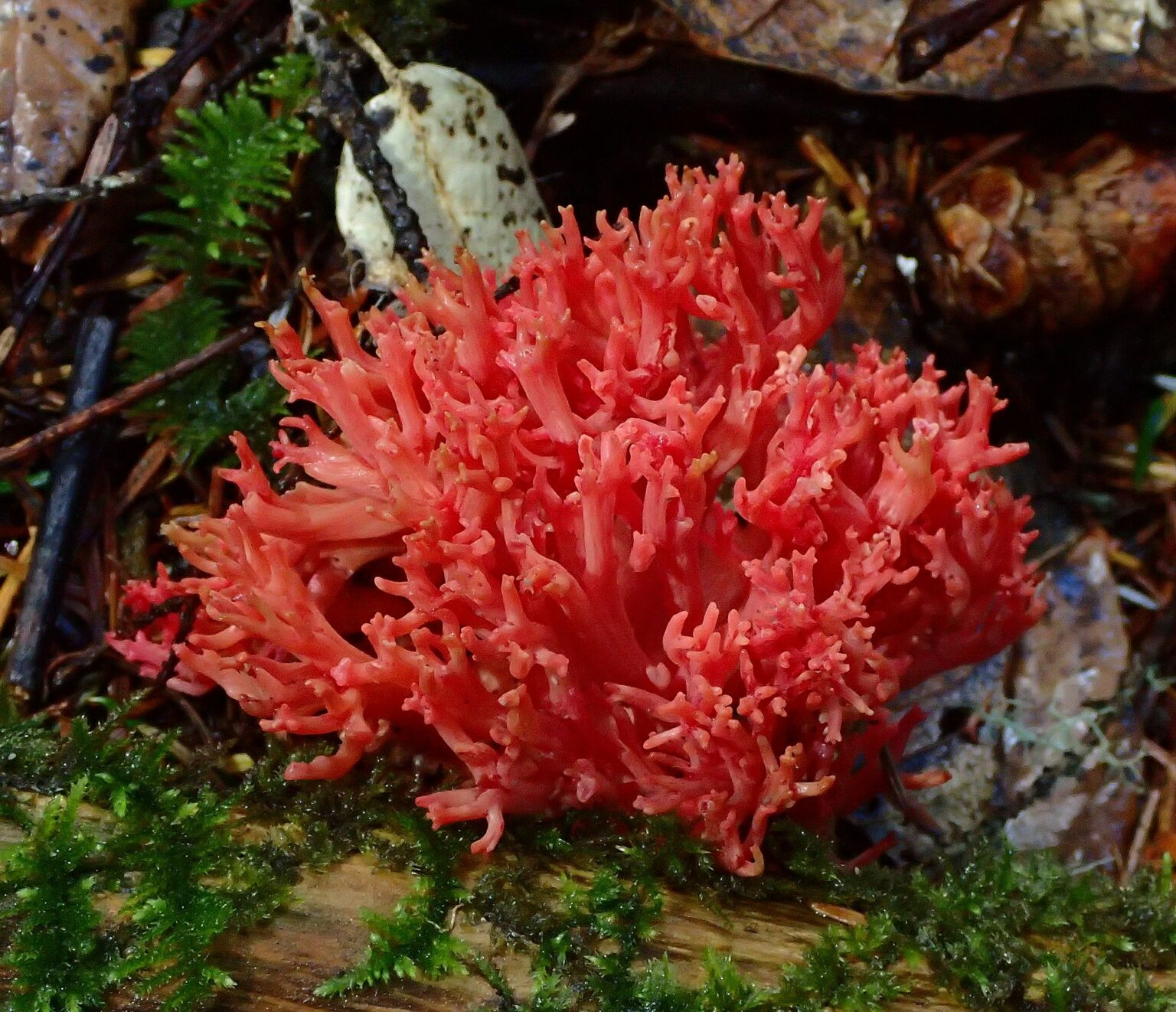 Ramaria araiospora. (2023, July 30). In Wikipedia. https://en.wikipedia.org/wiki/Ramaria_araiospora