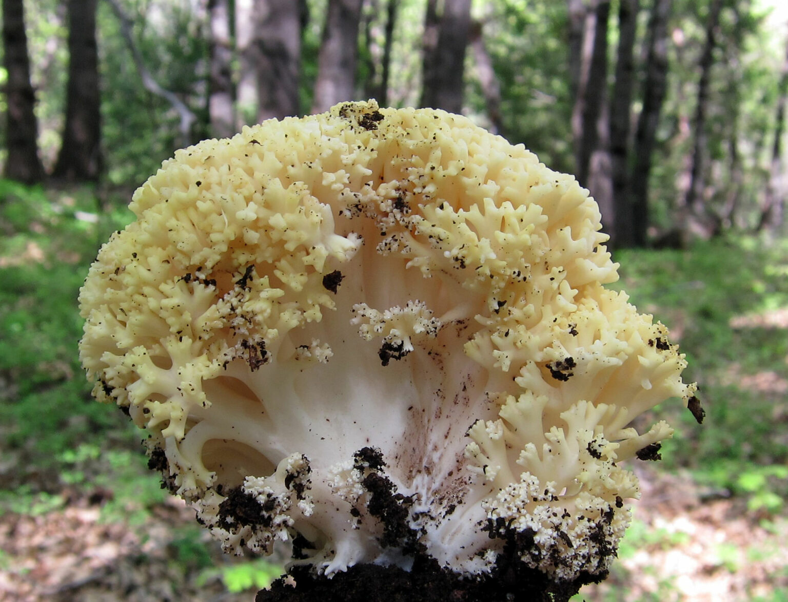 Yellow Coral Mushroom (Ramaria rasilispora)