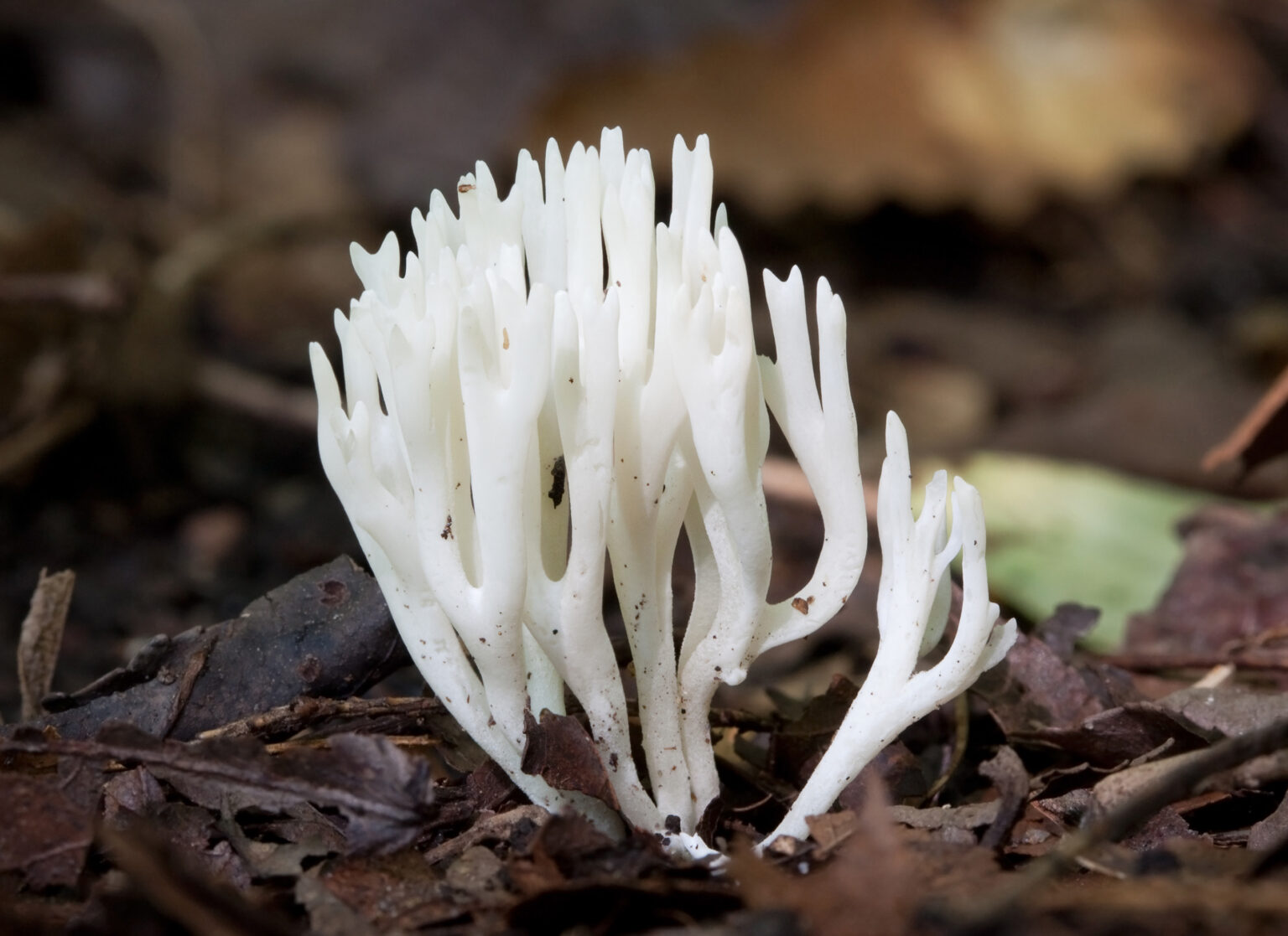 Ramariopsis Mushrooms