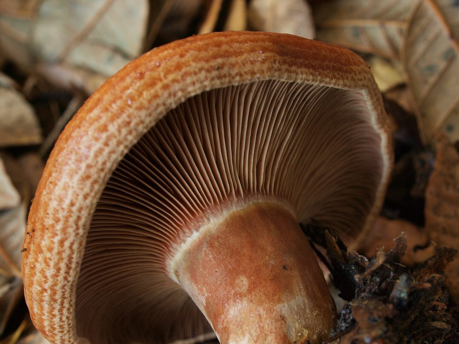 Red Bleeding Milk Cap (Lactarius rubrilacteus)